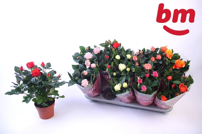 <h4>RO B MONDE GEM</h4>