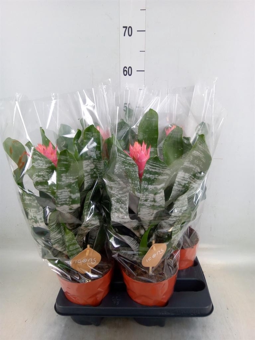 <h4>Aechmea   ...</h4>