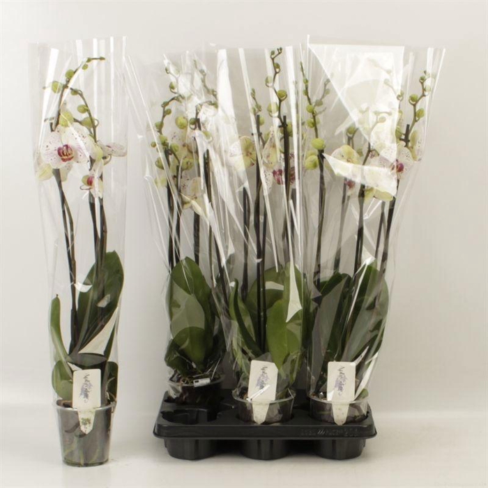 <h4>PHAL CALYPSO</h4>