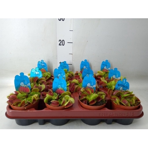 Dionaea muscipula