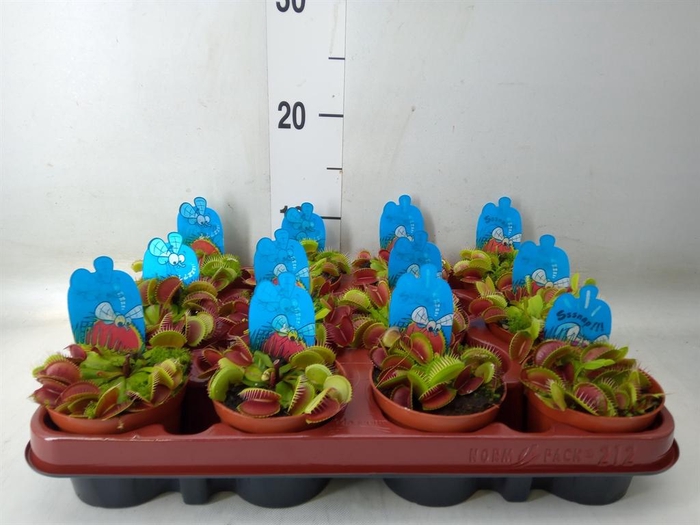 <h4>Dionaea muscipula</h4>