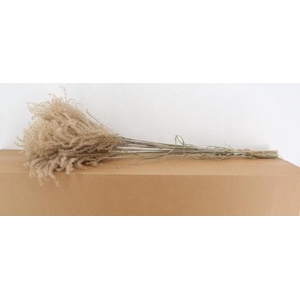 DF Miscanthus Dry Feather