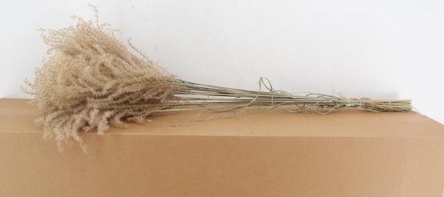 <h4>DF Miscanthus Dry Feather</h4>