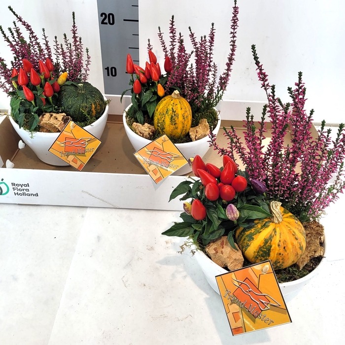 <h4>ARR TUINPLANTEN</h4>