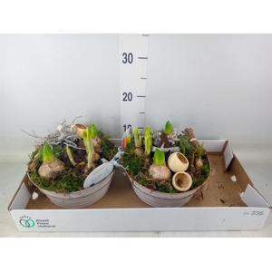 Arr.   Bol/Knolgewas L%