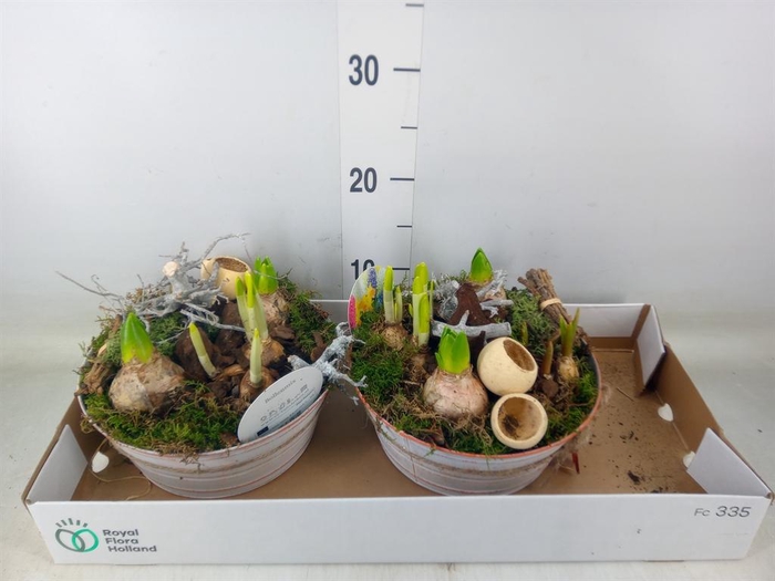 <h4>Arr. Bol/Knolgewas L%</h4>