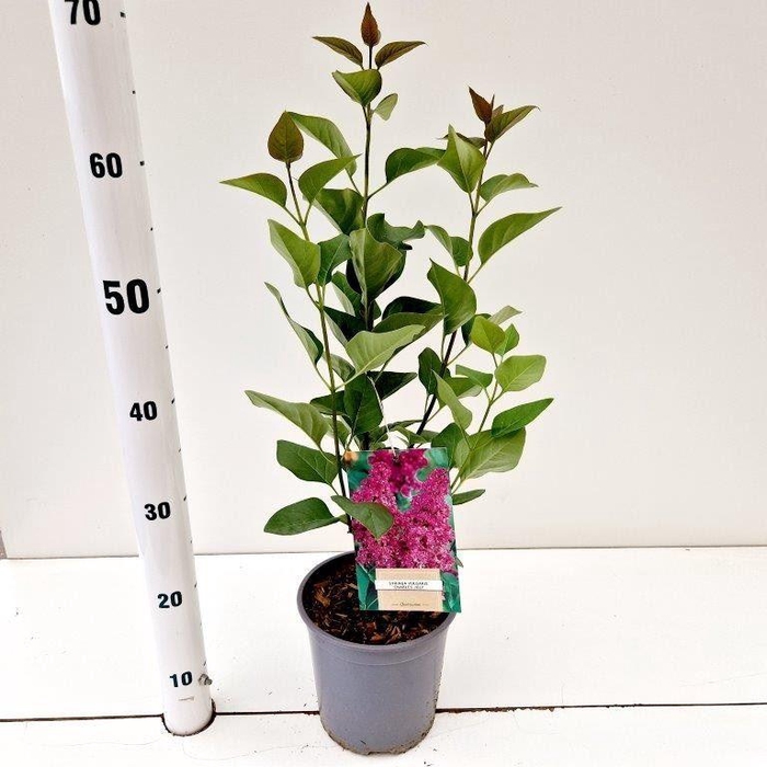 <h4>Syringa Charles Joly</h4>