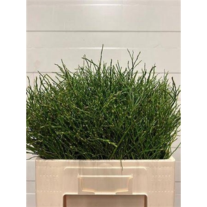 Vaccinium Myrtillus P Tak