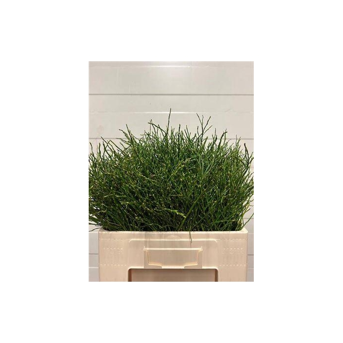 <h4>Vaccinium Myrtillus P Tak</h4>