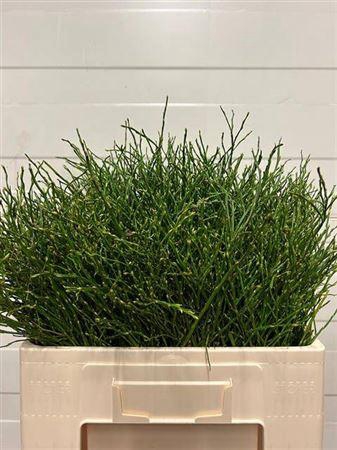 <h4>Vaccinium Myrtillus P Tak</h4>