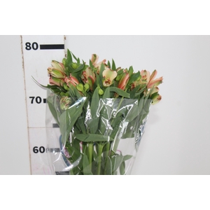 ALSTROEMERIA MOTION 080 CM LARANJA
