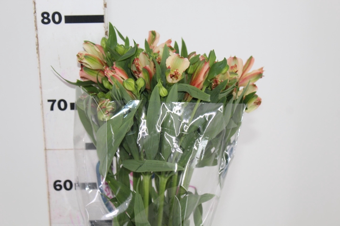 <h4>ALSTROEMERIA MOTION 080 CM LARANJA</h4>