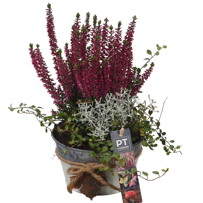 <h4>Arr.   Tuinplanten L%</h4>