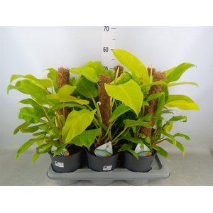 Philodendron  'Malay Gold'