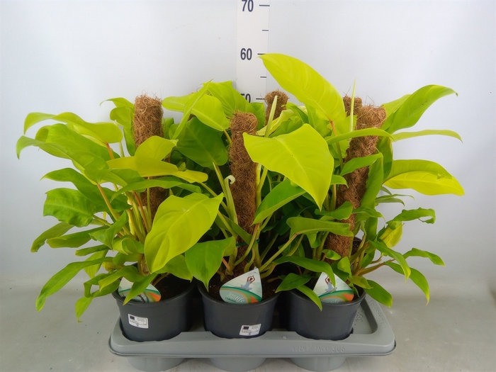 <h4>Philodendron  'Malay Gold'</h4>