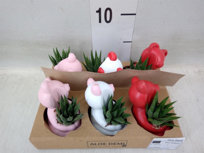 <h4>Succulents   ...</h4>