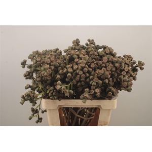 Euc Berry Clock Per Bunch