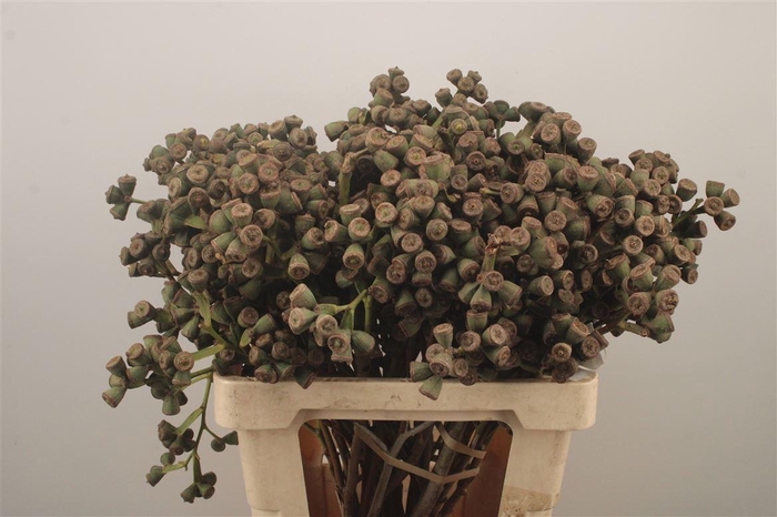 <h4>Euc Berry Clock Per Bunch</h4>