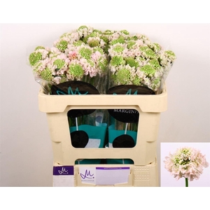 Scab At F Va B Scoop