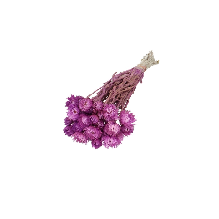 <h4>Droogbloem Kaaps 45cm</h4>