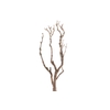 Syringa Branch Extra Lachner