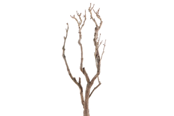 Syringa Branch Extra Lachner
