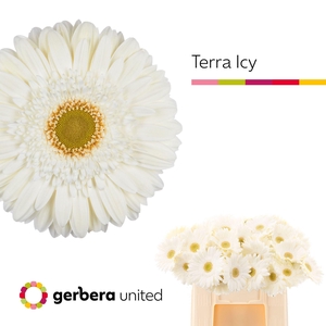 GERBERA TERRA ICY