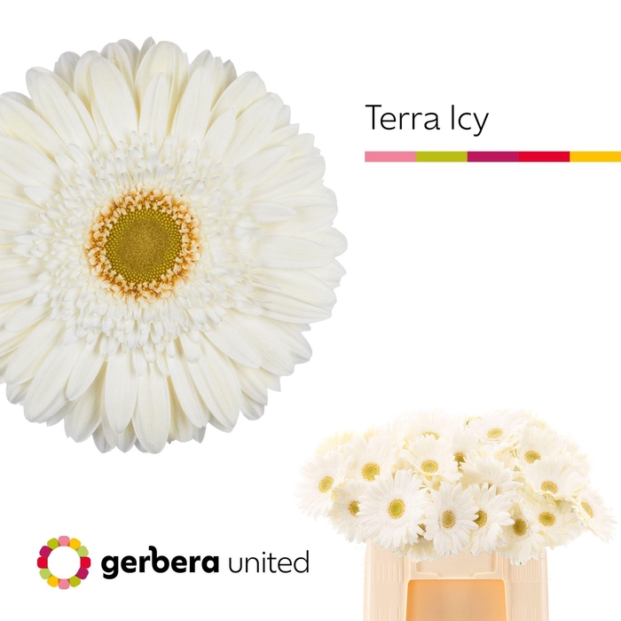 <h4>GERBERA TERRA ICY</h4>