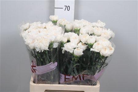 <h4>Di St Moon Golem</h4>