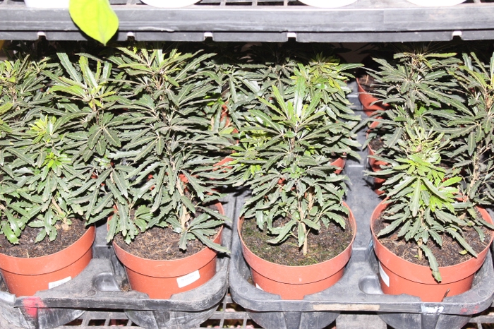 ARALIA CASTOR P19