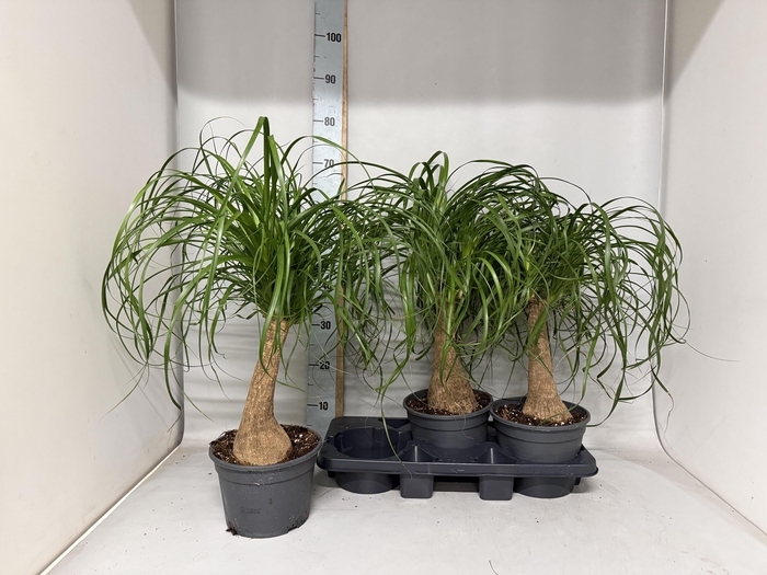 <h4>BEAUCARNEA RECUR</h4>