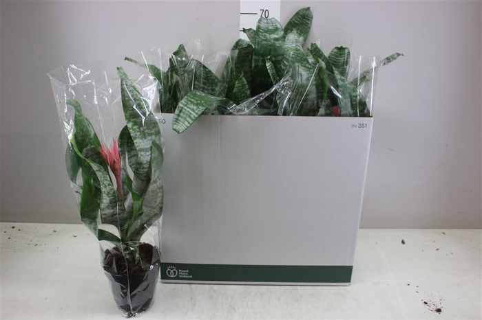 <h4>Aechmea Fa Primera</h4>
