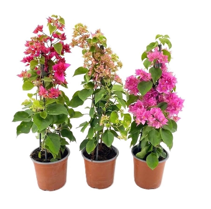 <h4>Bougainvillea</h4>