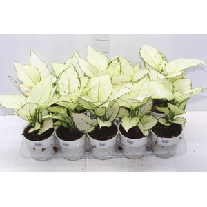 AGLAONEMA WHITE JOY P12