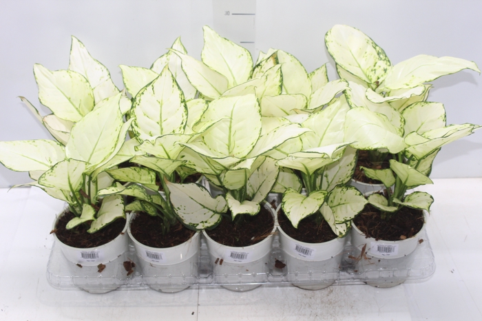 <h4>AGLAONEMA WHITE JOY P12</h4>