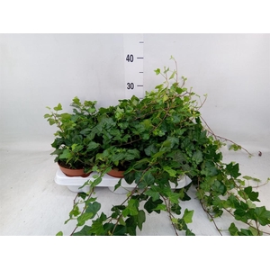 Hedera helix 'Wonder'