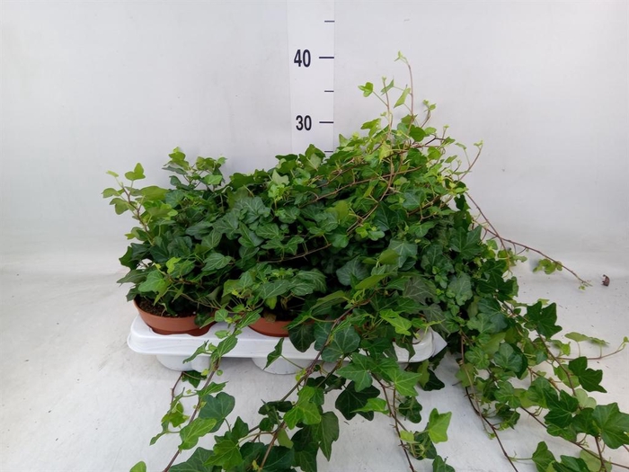 <h4>Hedera helix 'Wonder'</h4>