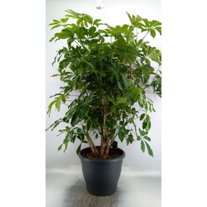 Schefflera arbor. 'Compacta'