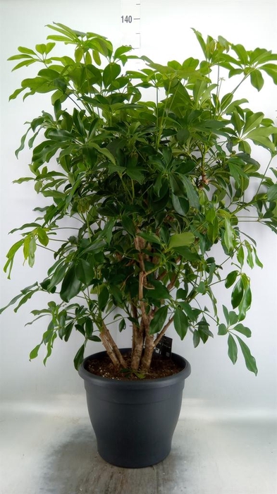 <h4>Schefflera arbor. 'Compacta'</h4>