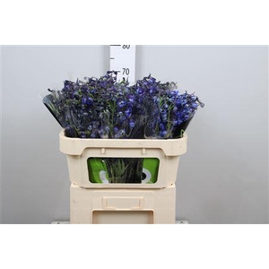 Delphinium EN 'Donna'