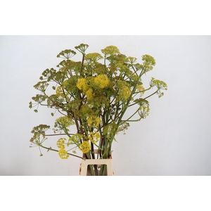 FOENICULUM VULGARE 110CM