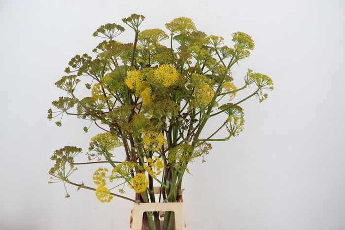 <h4>FOENICULUM VULGARE 110CM</h4>