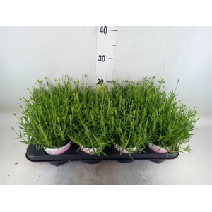 Lavandula angus. 'Rosea'