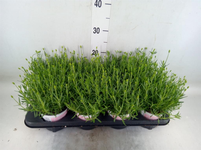 <h4>Lavandula angus. 'Rosea'</h4>