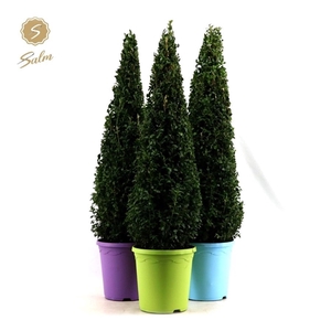 Buxus semp. Pyramid 70cm P23 in Pot Colour