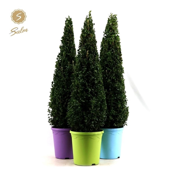 <h4>Buxus semp. Pyramid 70cm P23 in Pot Colour</h4>