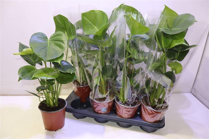 <h4>Monstera Deliciosa</h4>