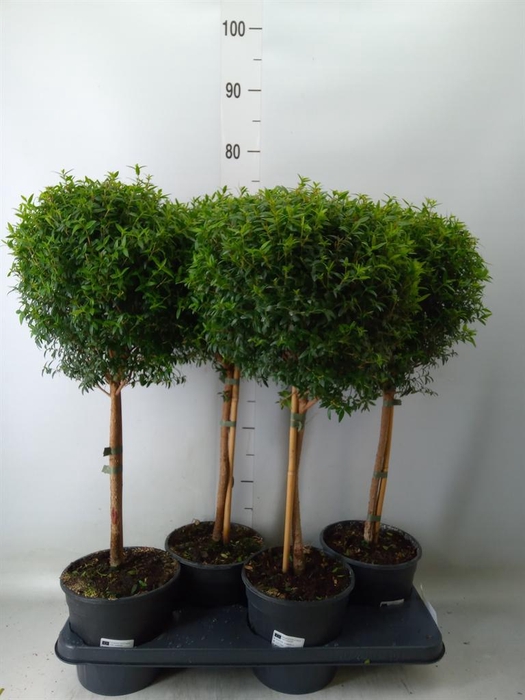 <h4>Myrtus communis</h4>