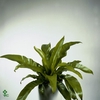 Asplenium antiquum