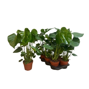 MONSTERA DELICIOSA